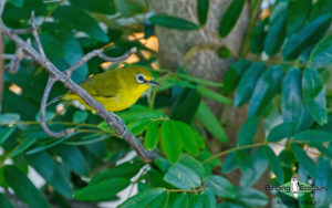 Lombok birding tour