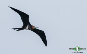 Lombok birding tour