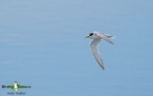 Lombok birding tour