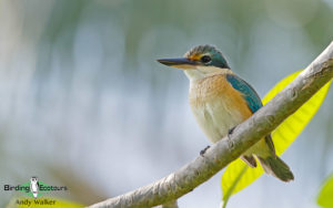 Lombok birding tour