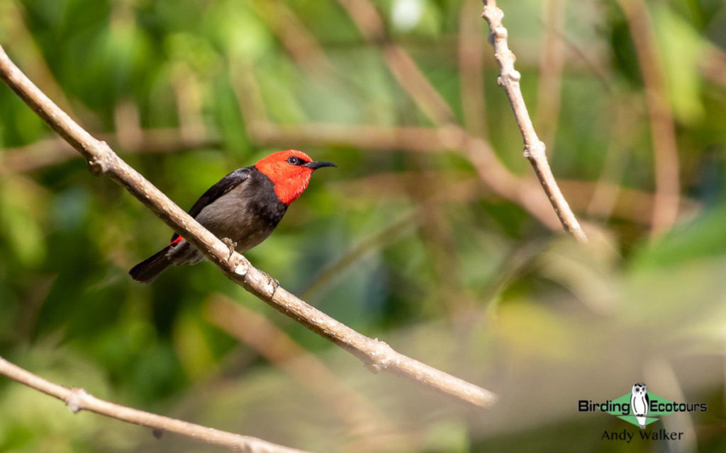 Lesser Sunda Islands trip report 2022