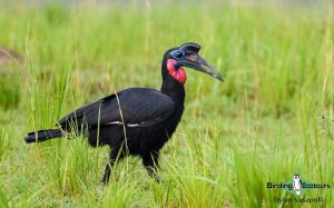 Uganda birding tours