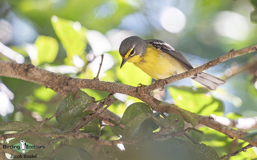 Puerto Rico endemic birding