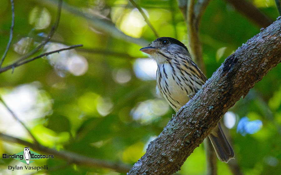Tanzania birding tour