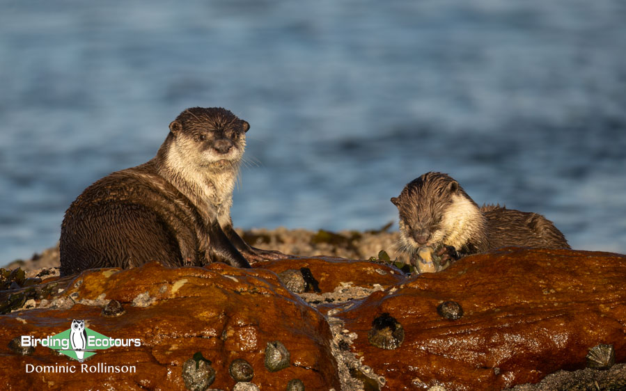 Cape mammal tours