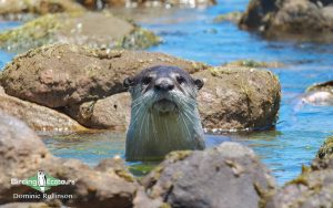 Cape mammal trips