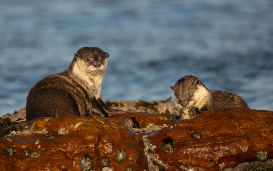 Cape mammal tours