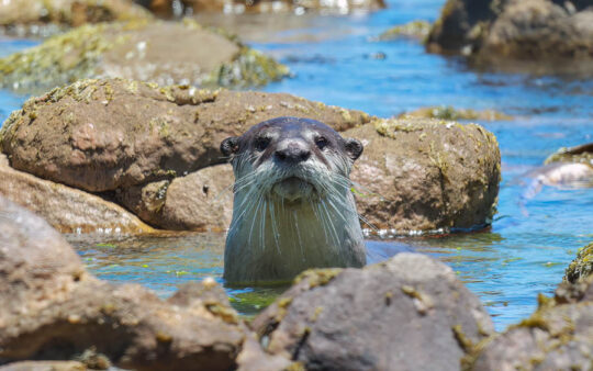 Cape mammal trips