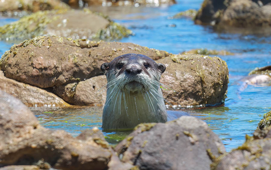 Cape mammal trips
