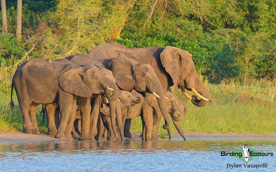 Malawi Birding Tours