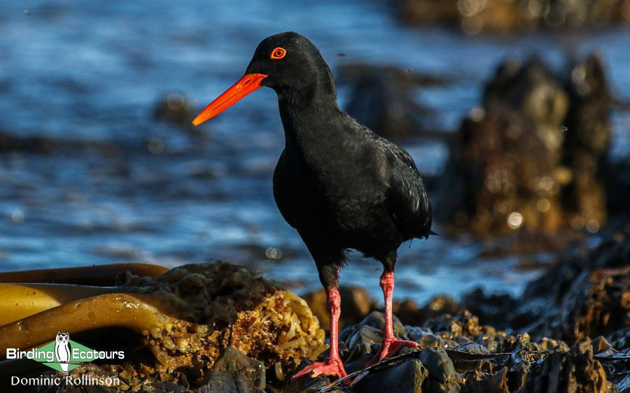 Cape Peninsula birding report