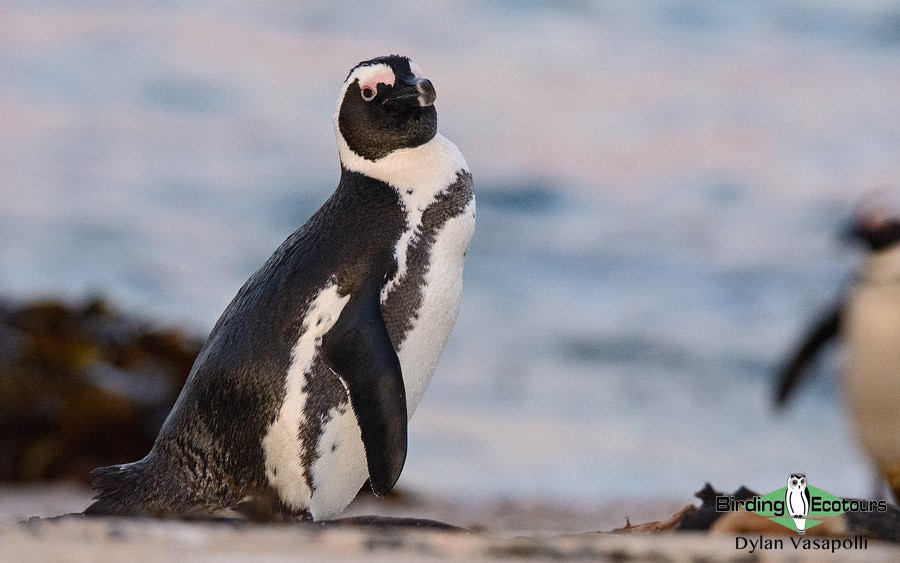 Cape Mountain and Fynbos birding tour