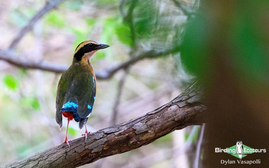 Malawi Birding Tours