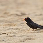Gabon birding tours