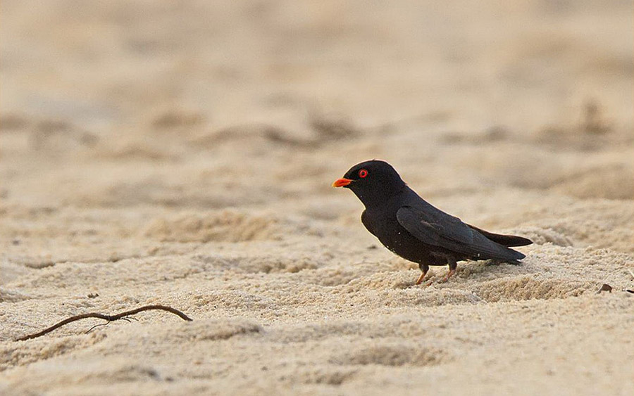 Gabon birding tours