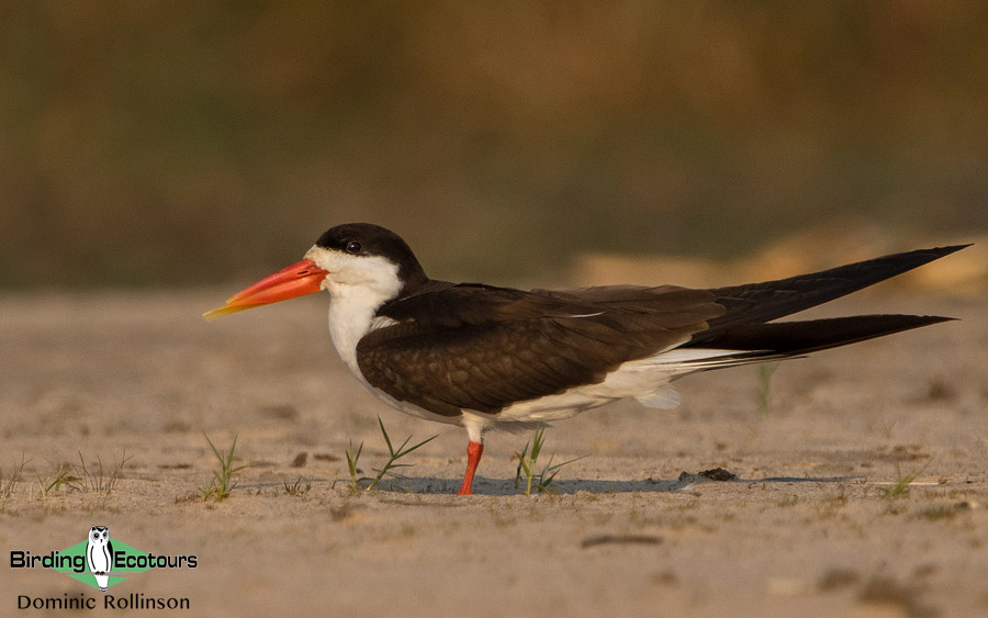 Custom-made Botswana birding tours