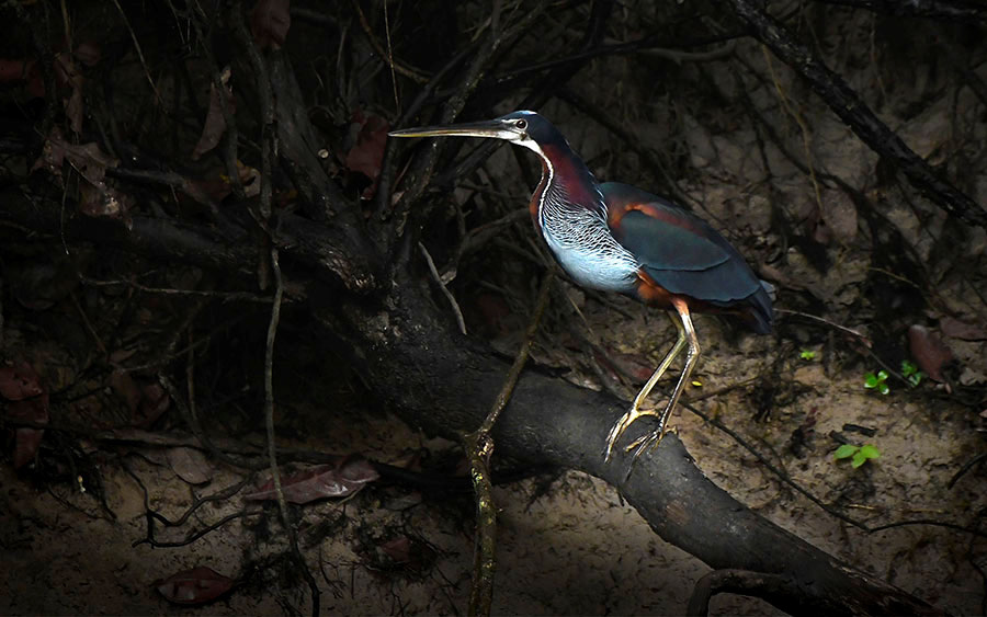 Brazil birding tours