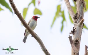 Lesser Sunda Islands birding tour