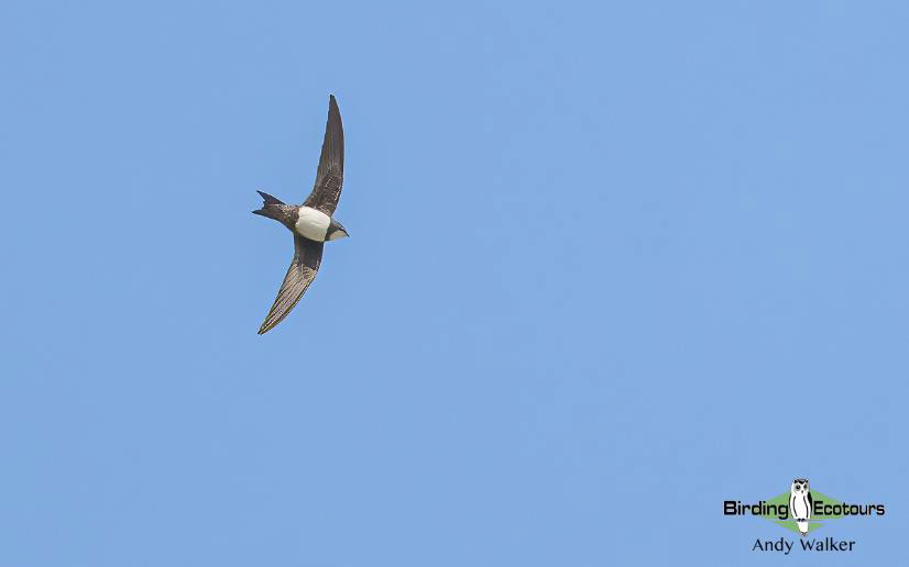 Andalusia birding tour