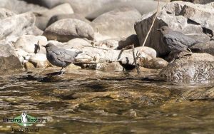 Oregon birding tours