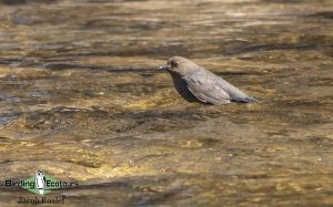 Yellowstone birding tours