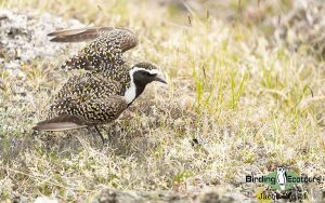 Alaska birding tours