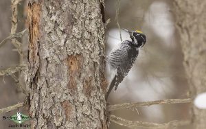 Minnesota birding tours