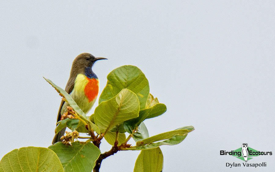 Malawi Birding Tours