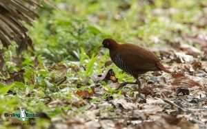 Andaman birding tours