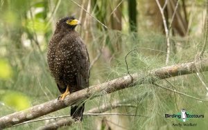 Andaman birding tours