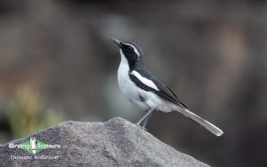 Angola birding tours
