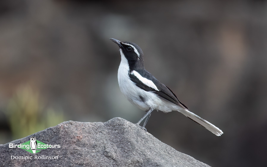 Angola birding tours