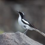 Angola birding tours