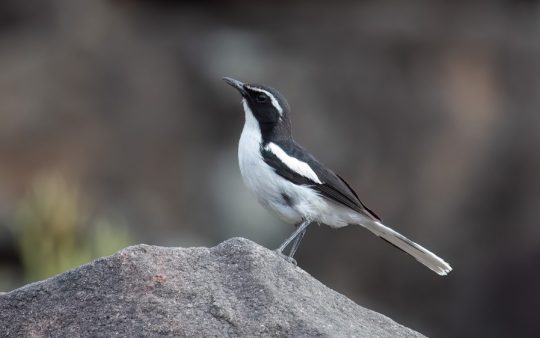 Angola birding tours