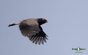 Angola birding tours