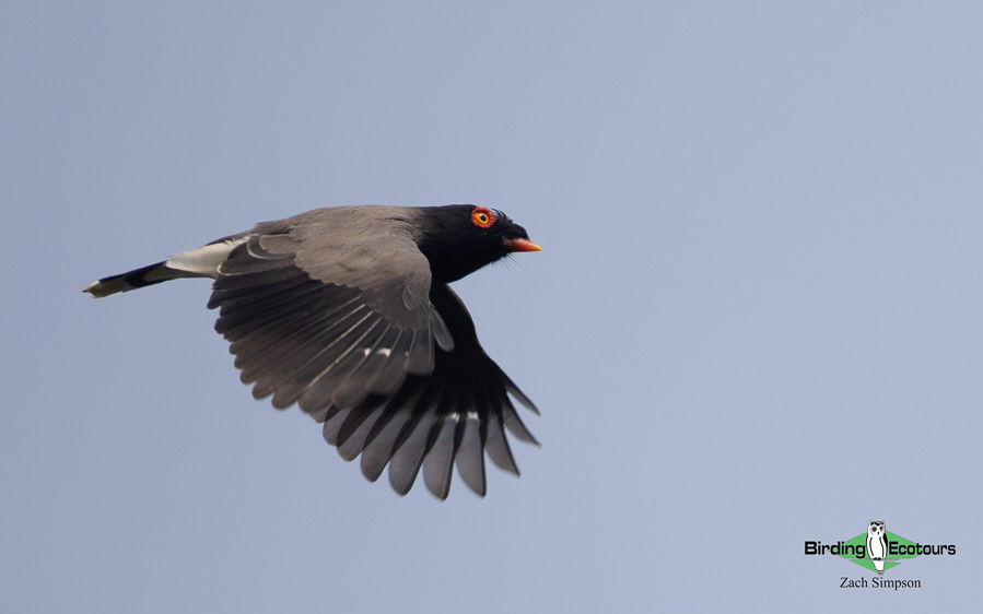 Angola birding tours