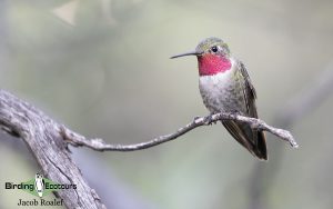 Northern California birding tours
