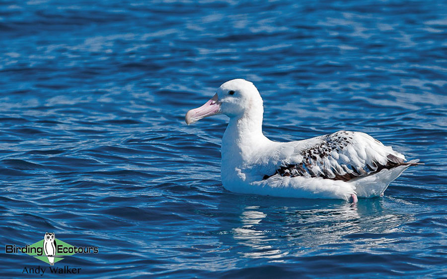 New Zealand Birding Endemic Extravaganza 