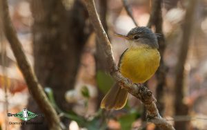 Complete Madagascar birding tour