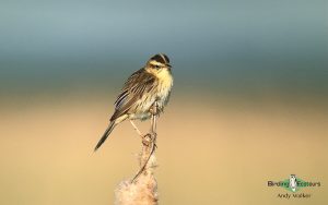 Bulgaria birding tour