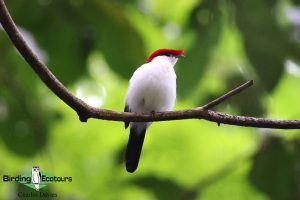 Northeast Brazil birding tours