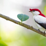 Northeastern Brazil birding tour