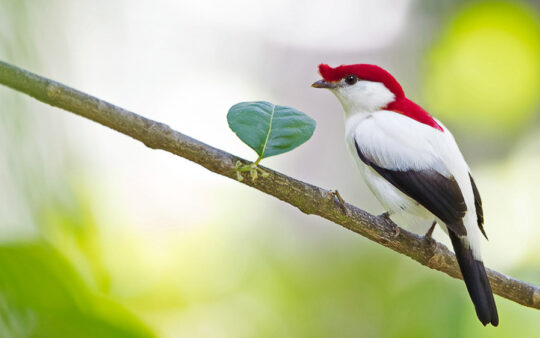 Northeastern Brazil birding tour