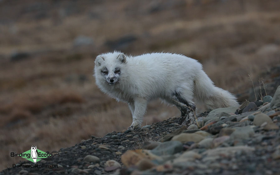 Norway birding