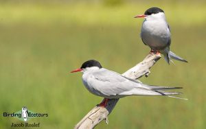 Alaska birding tours