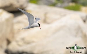 Maine birding tours