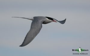 Suffolk birding tours