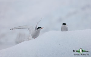 Svalbard birding cruise