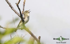 Alaska birding tours