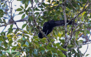 West Papua birding tours